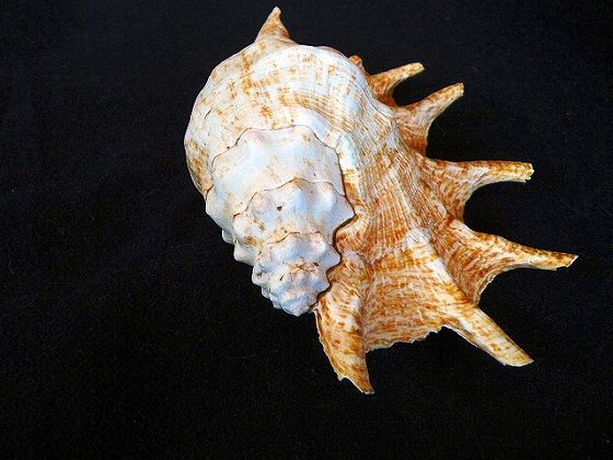 独特の形で海底でもよく目立ちます