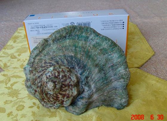 後ろのちり紙の箱と大きさの比較