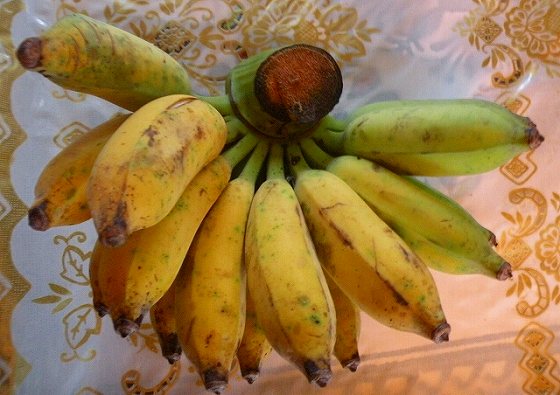 ムチムチ・バナナ