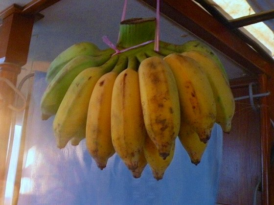 ムチムチ・バナナ